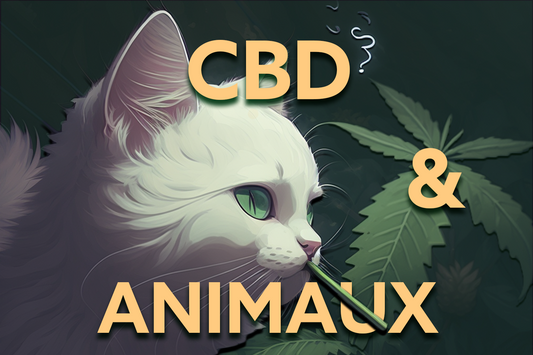 Quels sont les bienfaits du CBD sur nos animaux ?