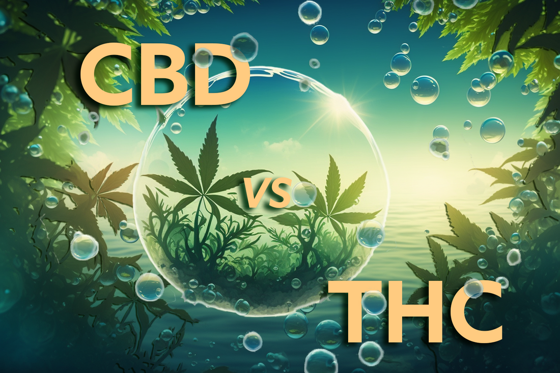 CBD ou THC ?