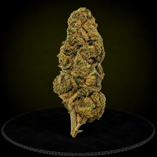 SWEET CRITICAL NL1 40%